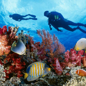 sparkydivers-discovery-scuba-diving-course-padi-hurghada